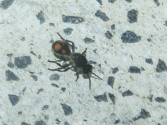 Traumatomutilla inermis