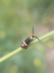 Adela australis