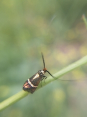 Adela australis
