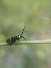 Adela australis