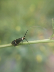 Adela australis