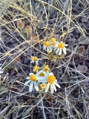 Thymophylla concinna