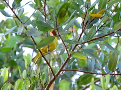 Setophaga petechia bryanti
