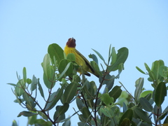 Setophaga petechia bryanti