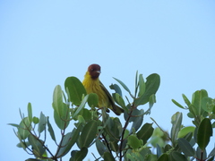 Setophaga petechia bryanti
