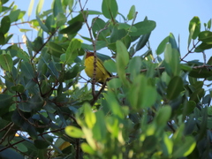 Setophaga petechia bryanti