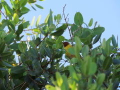 Setophaga petechia bryanti