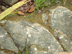 Basiliscus galeritus