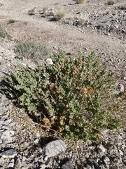 Atriplex parryi