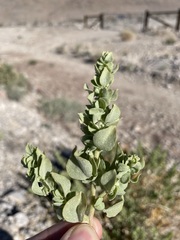 Atriplex parryi