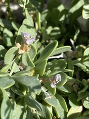 Lycium pallidum oligospermum