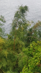 Asparagus umbellatus subsp. lowei image