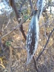 Polystemma cordifolium