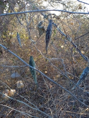 Polystemma cordifolium