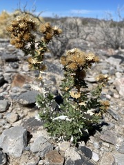 Hazardia brickellioides