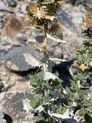 Hazardia brickellioides