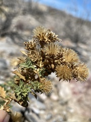 Hazardia brickellioides