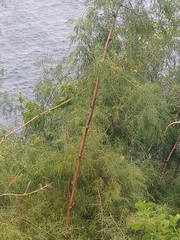 Asparagus umbellatus subsp. lowei image