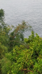 Asparagus umbellatus subsp. lowei image