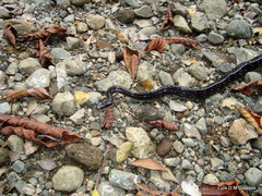 Chironius grandisquamis