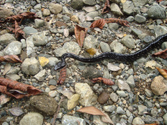 Chironius grandisquamis