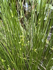 Juncus effusus solutus