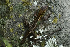 Stenocercus ornatissimus