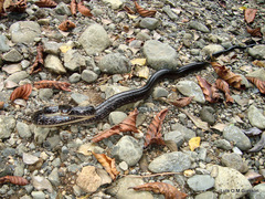 Chironius grandisquamis