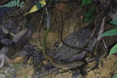 Dendrophidion clarkii