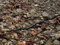 Chironius grandisquamis