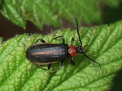Schizotus cervicalis