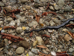 Chironius grandisquamis