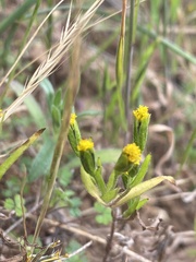 Lasthenia microglossa