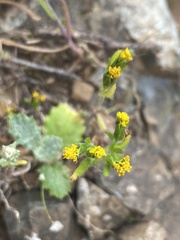 Lasthenia microglossa