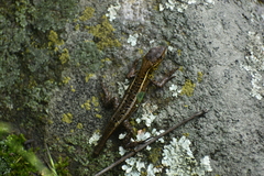 Stenocercus ornatissimus