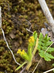 Lasthenia microglossa