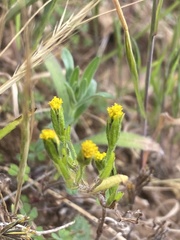 Lasthenia microglossa