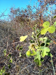 Passiflora arida