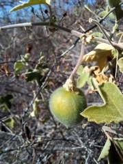 Passiflora arida