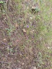 Lasthenia microglossa