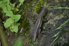 Stenocercus ornatissimus