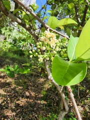 Cryptocarya agathophylla