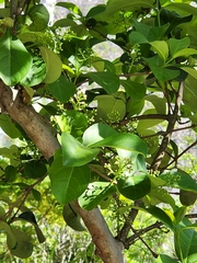 Cryptocarya agathophylla