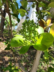 Cryptocarya agathophylla