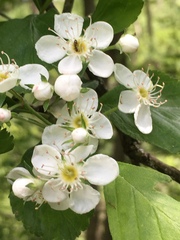 Crataegus mollis