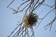 Tillandsia recurvata image