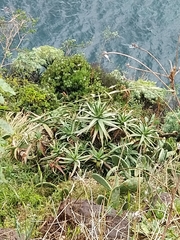 Aloe arborescens image