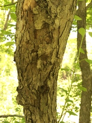Crataegus mollis