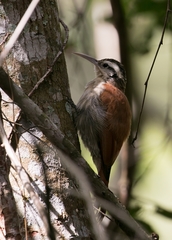 Lepidocolaptes angustirostris