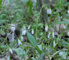 Claytonia virginica